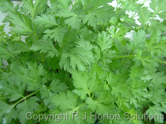 Parsley Italian